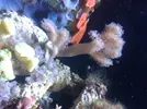 [TodoMarino.com] Acuario Berritzo