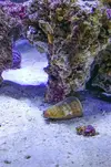 [TodoMarino.com] Mi nuevo reef