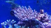 [TodoMarino.com] Acroporas AUSTRALIA Salvajes