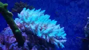 [TodoMarino.com] Acroporas AUSTRALIA Salvajes