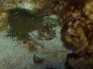 [TodoMarino.com] Iniciarme en los corales