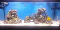 [TodoMarino.com] Mi acuario el "CORAL GARDEN"