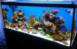 [TodoMarino.com] Mi acuario el "CORAL GARDEN"