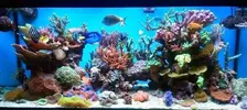 [TodoMarino.com] Mi acuario el "CORAL GARDEN"