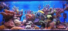 [TodoMarino.com] Mi acuario el "CORAL GARDEN"