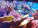 [TodoMarino.com] Mi acuario el "CORAL GARDEN"