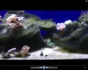 [TodoMarino.com] Duda sobre reinicio del acuario
