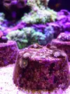 [TodoMarino.com] El acuario de Juancar