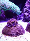 [TodoMarino.com] El acuario de Juancar