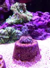 [TodoMarino.com] El acuario de Juancar