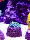 [TodoMarino.com] El acuario de Juancar