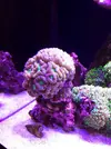 [TodoMarino.com] El acuario de Juancar
