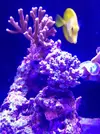 [TodoMarino.com] El acuario de Juancar