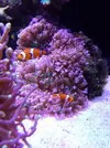 [TodoMarino.com] El acuario de Juancar