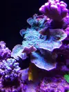 [TodoMarino.com] El acuario de Juancar