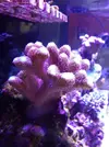 [TodoMarino.com] El acuario de Juancar