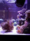 [TodoMarino.com] El acuario de Juancar