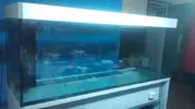 [TodoMarino.com] Urna y mesa, Skimmer, Reactor calcio y Pantalla Zenit II - Cerdanyola del V.- BCN