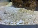 [TodoMarino.com] Empezando con un microhabitat y con problemas