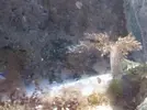 [TodoMarino.com] Regalo esquejes de arbol de kenya