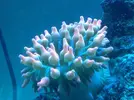 [TodoMarino.com] Anémona cuadricolor.