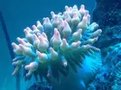 [TodoMarino.com] Anémona cuadricolor.