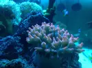 [TodoMarino.com] Anémona cuadricolor.
