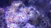 [TodoMarino.com] coral del mediterraneo