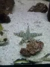 [TodoMarino.com] Estrella de mar