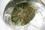 [TodoMarino.com] SOS problemas en acuario