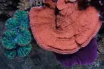 [TodoMarino.com] Un trozo de oceano
