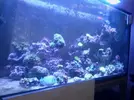 [TodoMarino.com] Poner aquí la foto de vuestro acuario...