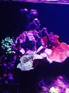 [TodoMarino.com] mi acuario de 270 litros