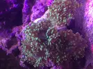 [TodoMarino.com] mi acuario de 270 litros