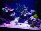 [TodoMarino.com] mi acuario de 270 litros