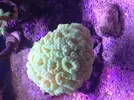 [TodoMarino.com] mi acuario de 270 litros