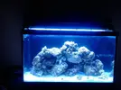 [TodoMarino.com] Nuevo en marino Acuario Red sea C-250