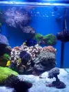 [TodoMarino.com] Brutus Reef 550l