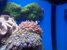 [TodoMarino.com] Brutus Reef 550l