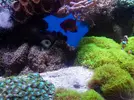 [TodoMarino.com] Brutus Reef 550l