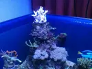 [TodoMarino.com] El acuario de Moski