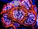 [TodoMarino.com] Nanoreef de Colt