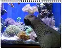 [TodoMarino.com] ORGULLO REEF, como montar un acuario y no morir en el intento.