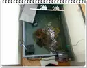 [TodoMarino.com] ORGULLO REEF, como montar un acuario y no morir en el intento.
