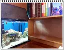 [TodoMarino.com] ORGULLO REEF, como montar un acuario y no morir en el intento.