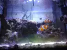 [TodoMarino.com] Mi pequeño mundo marino!