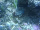 [TodoMarino.com] Mi pequeño mundo marino!