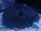 [TodoMarino.com] Mi pequeño mundo marino!