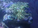 [TodoMarino.com] Mi pequeño mundo marino!