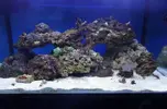 [TodoMarino.com] Mi Reef con pies de plomo